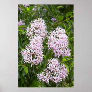 Pôster Vista De Fechamento Do Cabo Chestnut