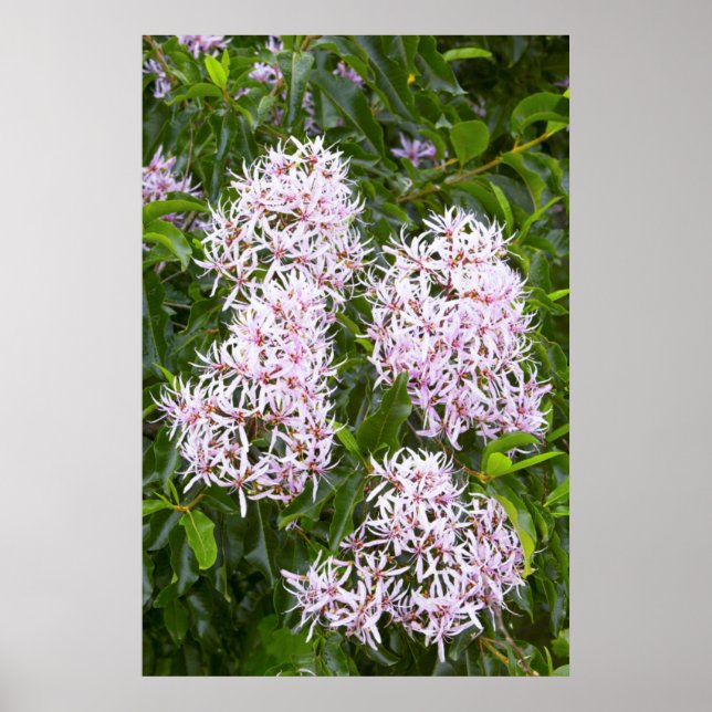 Pôster Vista De Fechamento Do Cabo Chestnut (Frente)