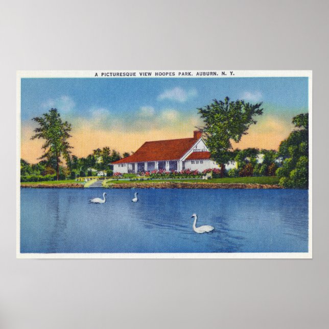 Poster Vista de Hoopes Park Swans no lago (Frente)