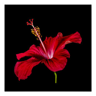 Pôster Vista do Lado do Flor Red Hibiscus