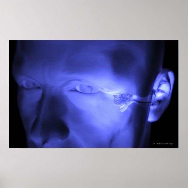 Poster Vista frontal do ouvido interno (Frente)