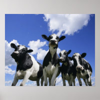 Vista insetos de quatro vitelos jovens