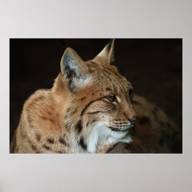 Poster Vista Intensa: Fechamento de um Lynx (Frente)