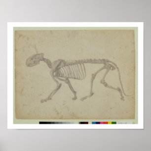 Pôster Vista lateral de um esqueleto do tigre, estudo