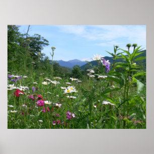 Pôster Vista maravilhosa para as flores
