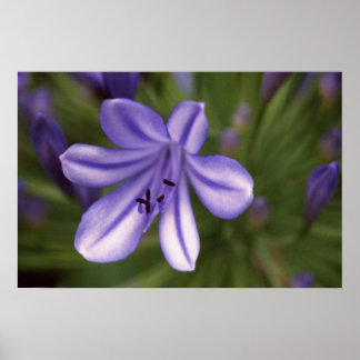 Pôster Vista Microscópica