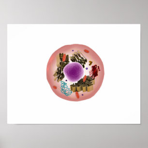 Poster Vista Microscópica Das Células Animais 1