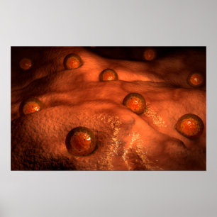 Poster Vista microscópica dos Ovules