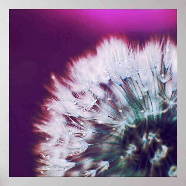 Poster Vista no Abstrato de Macro de Dandalion Rosa Púrpu (Frente)