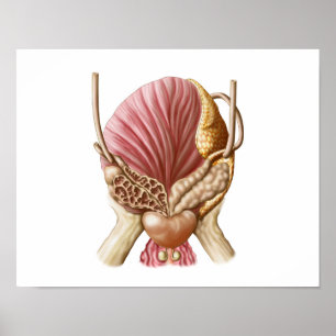 Pôster Vista Posterior Da Bexiga Urinária