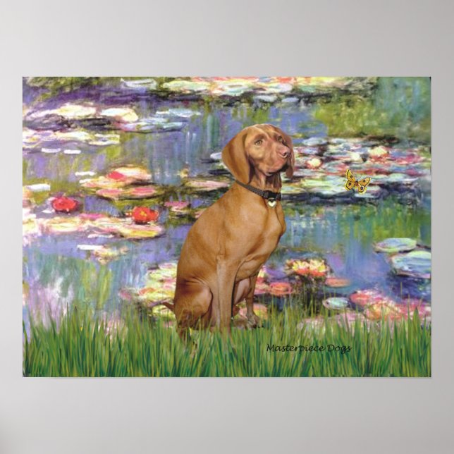 Poster Viszla 2 - Vizsla (Frente)