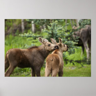 Pôster Vitelos De Moose Vinculados