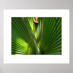Poster Viu o close up da foto do Palmetto
