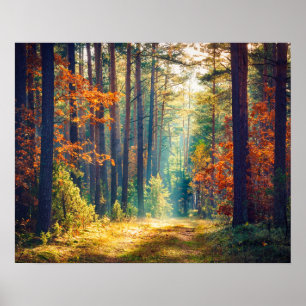 Poster Vivid Morning In Colorful Forest With Sun Rays