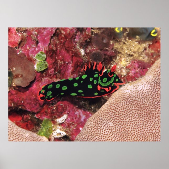 Poster Vivid Nudi (Frente)