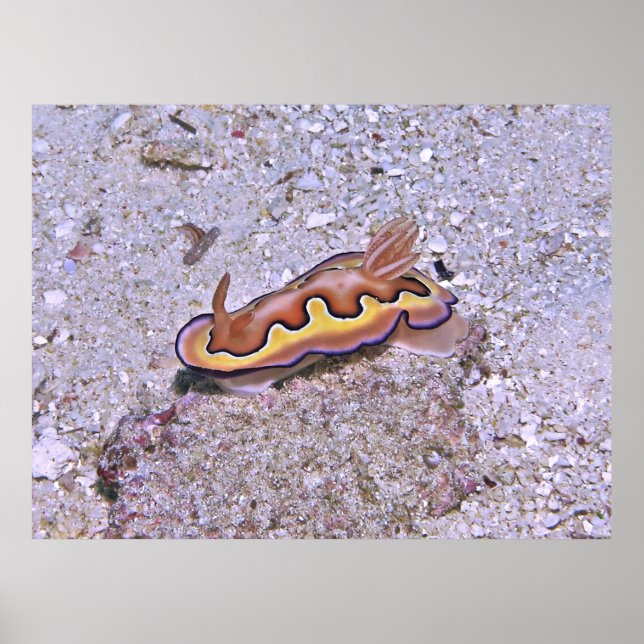 Poster Vivid Nudibranch (Frente)