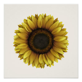 Pôster Vivid Sunflower Botanical Art Design