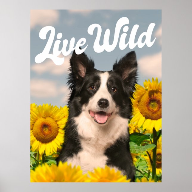Poster Vivo da fronteira selvagem Collie em Sunflower (Frente)