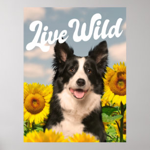Poster Vivo da fronteira selvagem Collie em Sunflower