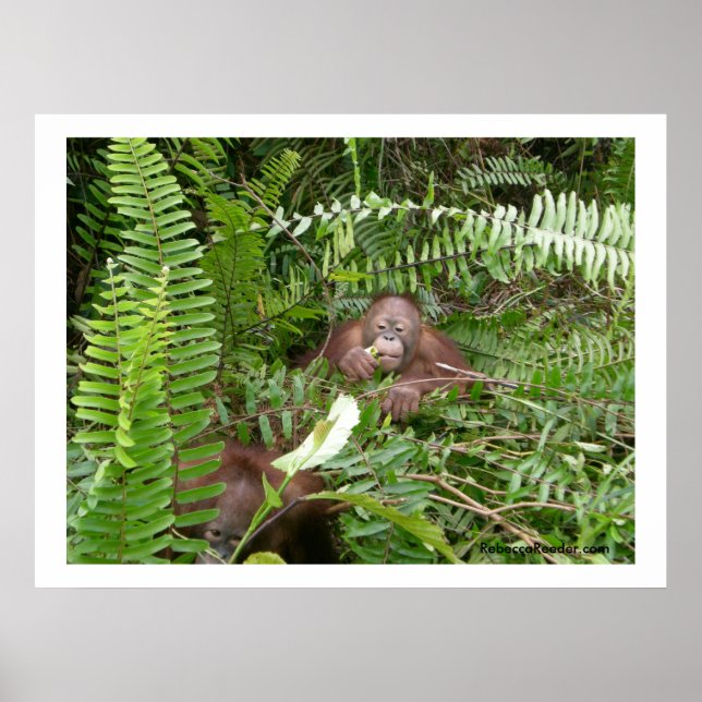 Pôster Vizinhos de Nosy em Kalimantan Indonésia (Frente)