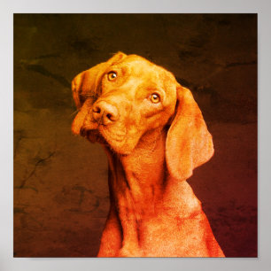Poster Vizsla