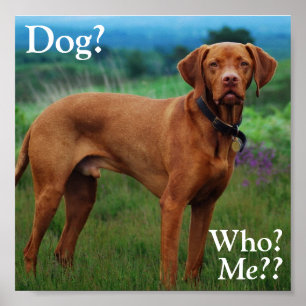 Pôster Vizsla - cão? , Quem? , Mim??
