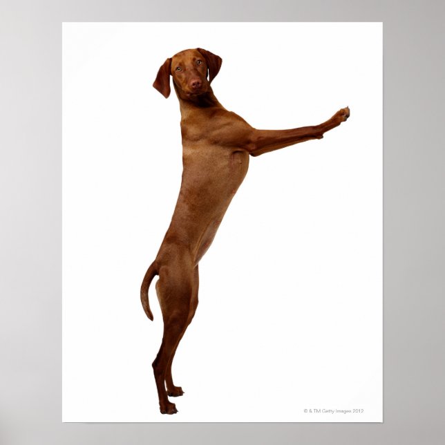 Pôster Vizsla Dog (Frente)