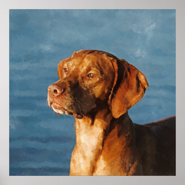 Poster Vizsla dog - Hound Hound (Frente)