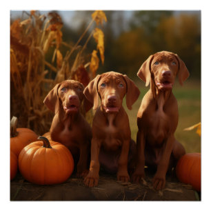Pôster Vizsla Puppy Autumn Delight Pumpkin