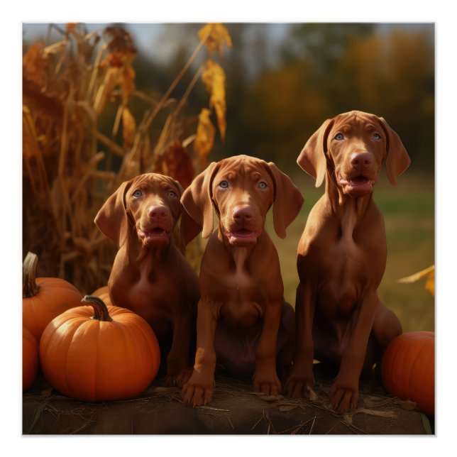 Pôster Vizsla Puppy Autumn Delight Pumpkin (Frente)