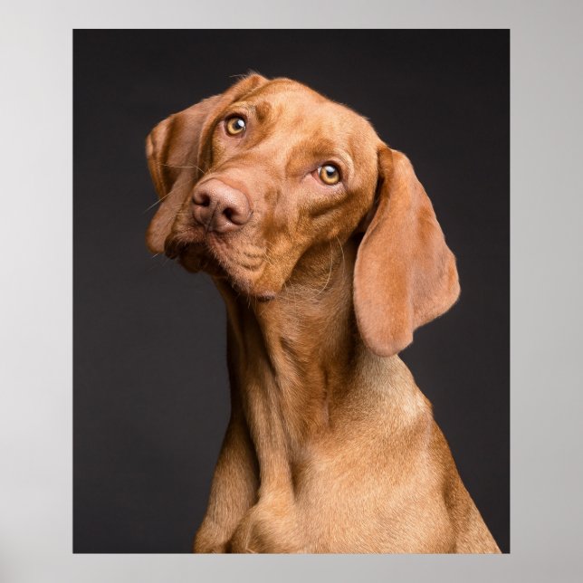 Poster Vizsla Sporting Dog (Frente)