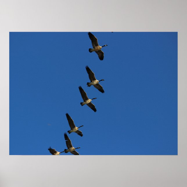 Pôster Voando (Frente)