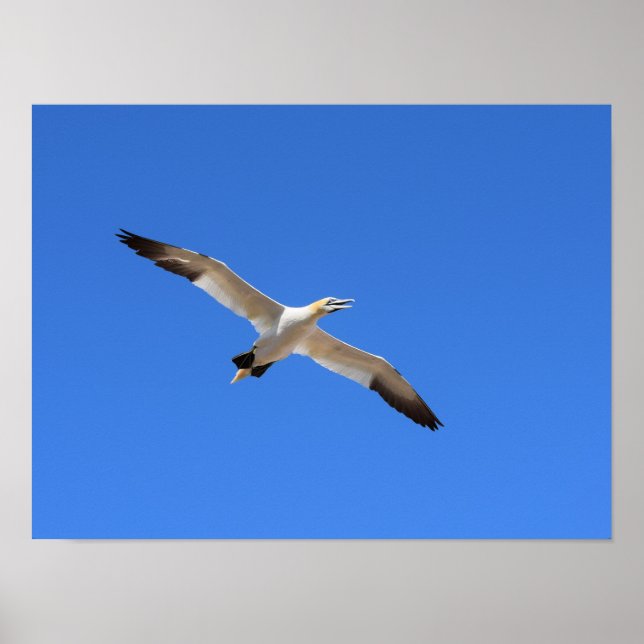 Poster Voando Gannet - Céu Azul (Frente)