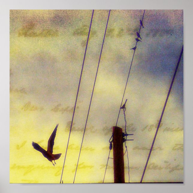 Pôster Voar (Frente)