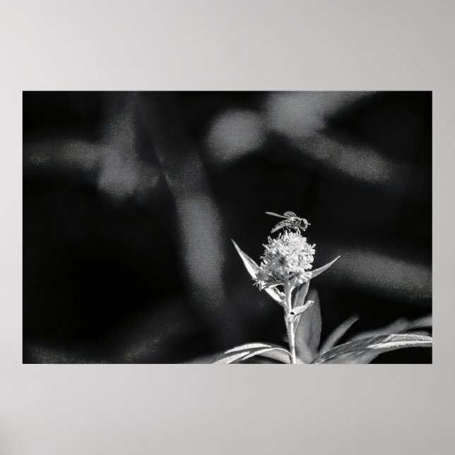 Poster Voar apenas ouro (Frente)