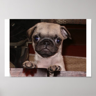 Pôster você chamou?