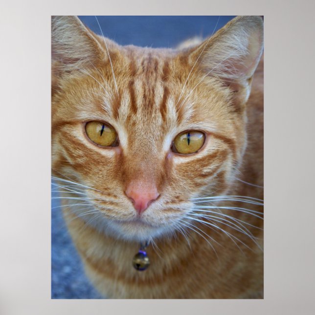 Poster Você é especial_ Poster_por Elenne Boothe (Frente)