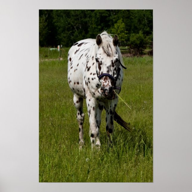 Poster Você foi apanhado (Frente)