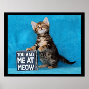 Poster Você teve-me no gatinho de Bengal do Meow