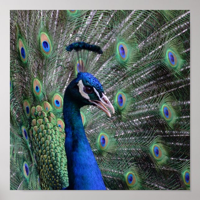 Poster Vogue (Frente)