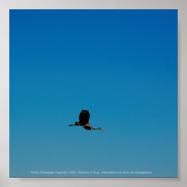 Poster Volante (Frente)