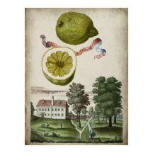 Volkamer Citrus Lemon Landscape Italiano