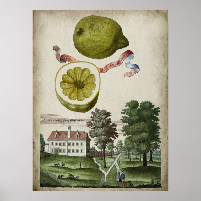 Poster Volkamer Citrus Lemon Landscape Italiano (Frente)