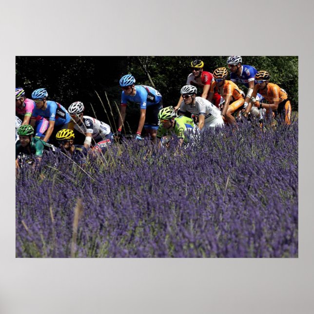 Poster Volta da França nas lavandas (Frente)