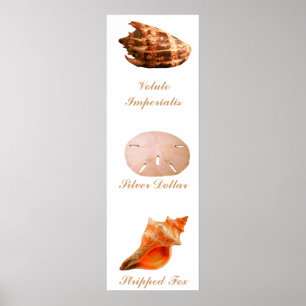 Pôster Volute Imperialis, dólar de prata, Fox descascado