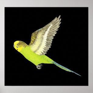 Poster Voo bugerigar - Melopsittacus undulatus