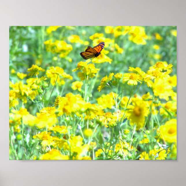 Poster Voo da Borboleta (Frente)