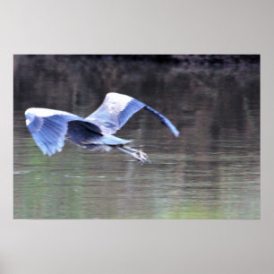 Poster Vôo da garça-real de grande azul
