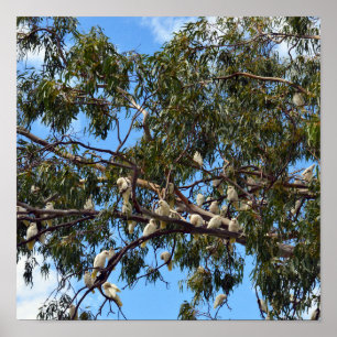 Poster "Voo da Natureza: Cockatoos australianos brancos