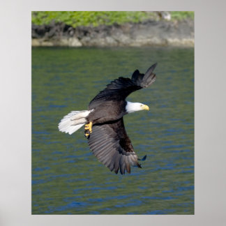 PÔSTER VOO DE ÁGUA